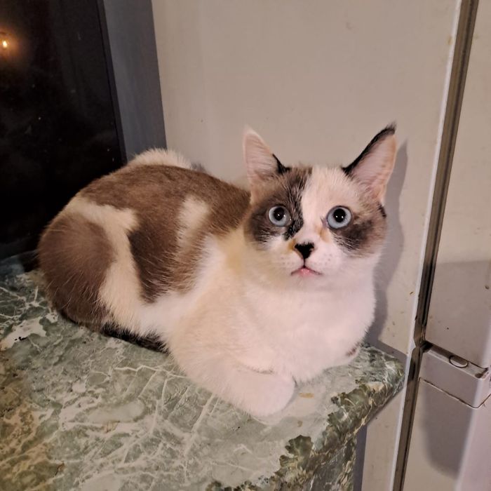 Кошечка в добрые руки