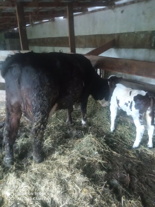 Vând vaca buna de lapte