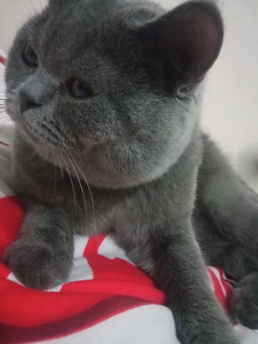 Barsik Oʻgʻil bola Sogʻlom pasporti bor zotdor emlangan Sotiladi ham