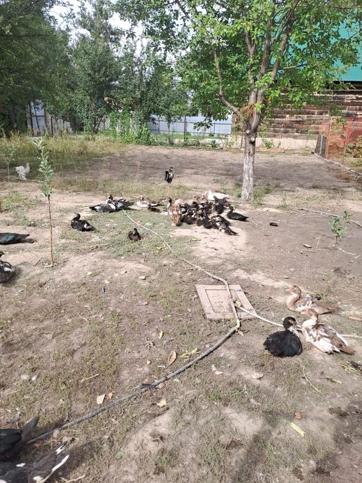 Продам уток и цеплят