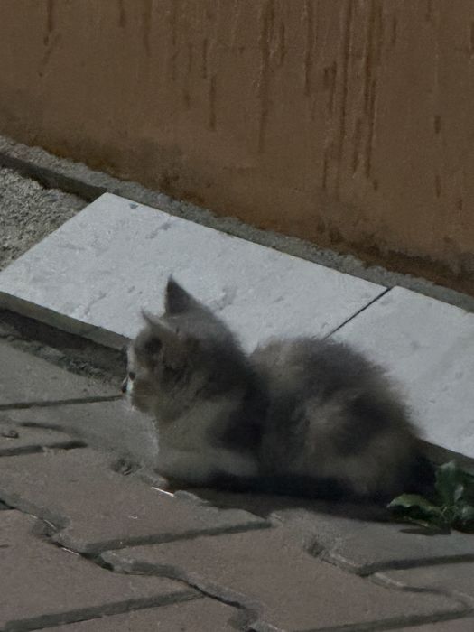 Отдам котят в хорошие руки