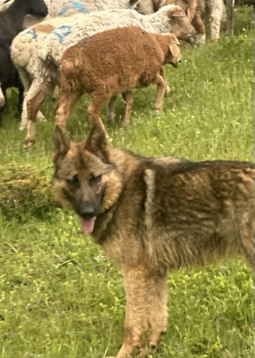 Немцкии овчаркаа