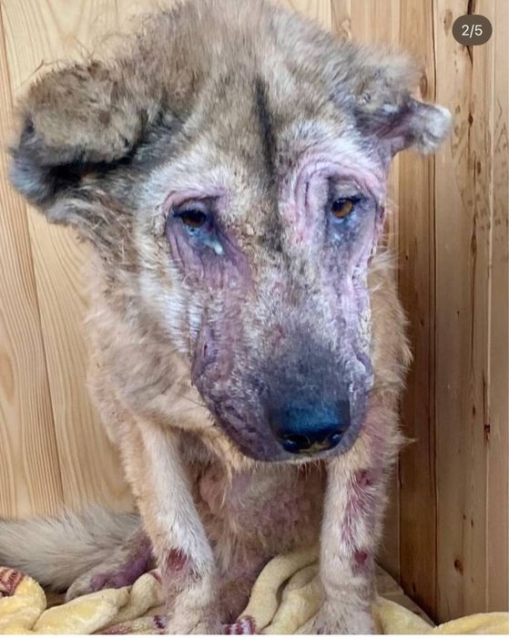 Мила ищет семью. Очень классная. Добрая. Собака.