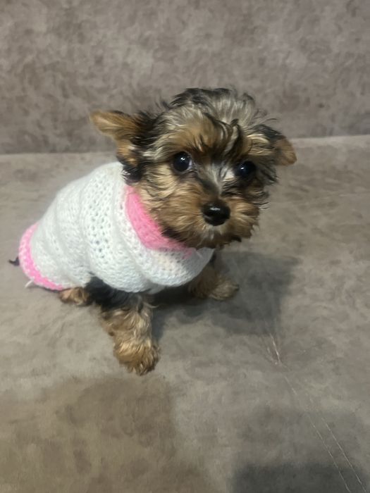 Йорк щенок девочка