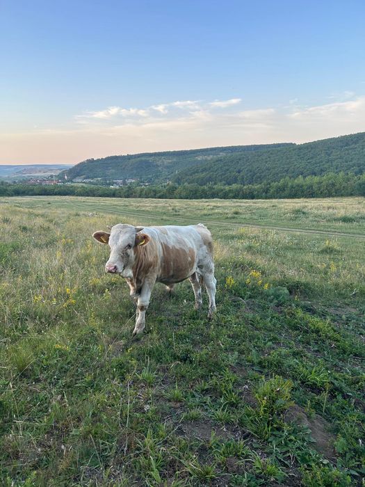 Vând tăuraș bălțat