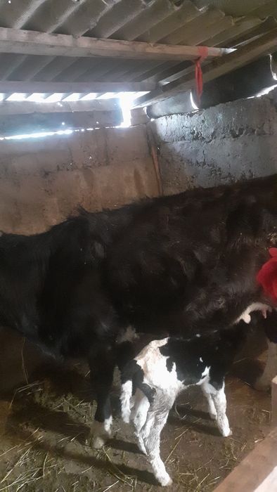 3 Бас сиыр сатылатын біреуі туған