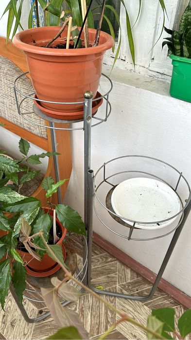 Красивые комнатные цветы