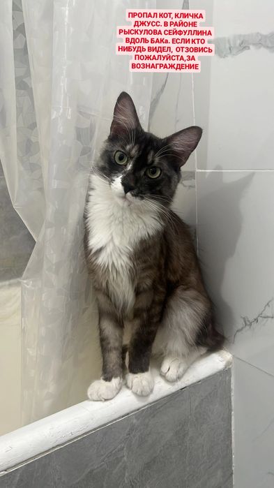 ПРОПАЛ кот. Джусс