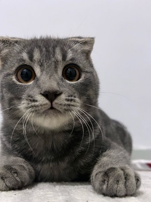 Scottish fold Mushuk sotiladi Chichiq shahri