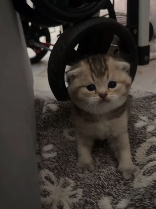 Уральск  котята шотланд