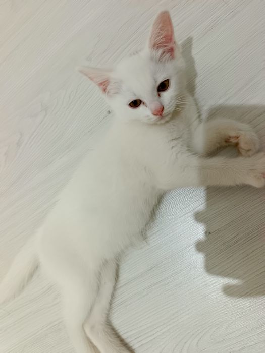 Зотдор пишик сотилади