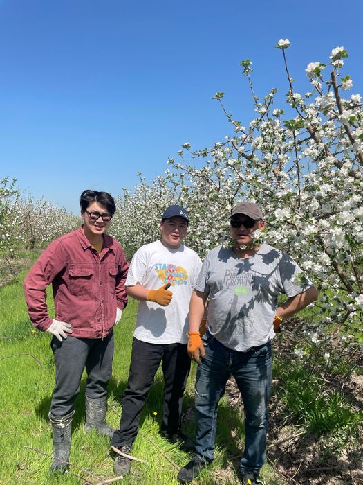 Яблоневый сад