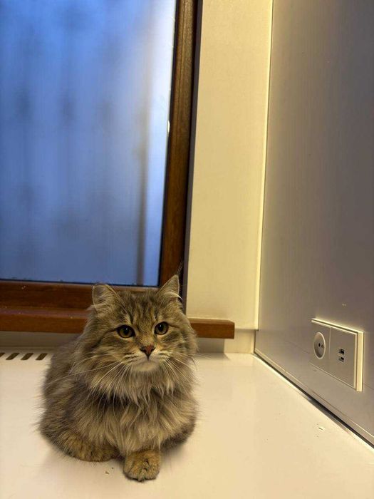 Пристраивается кошечка