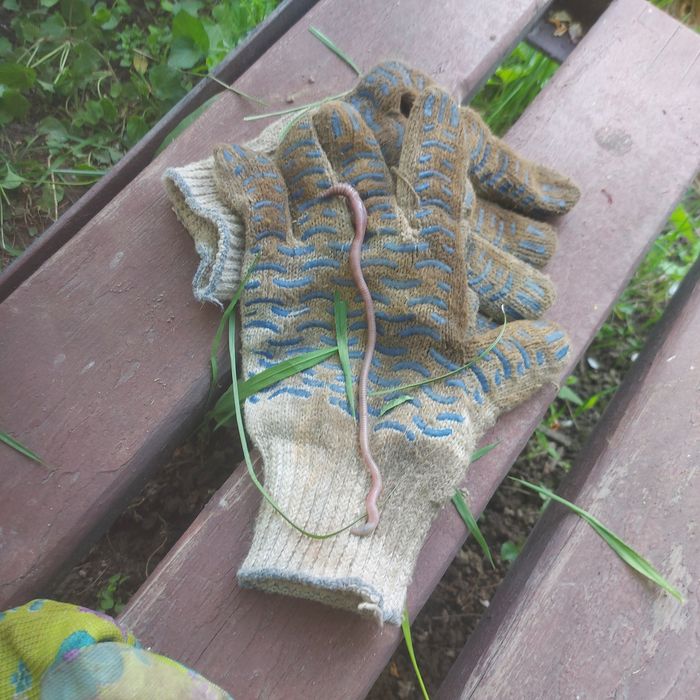 Черви выползки мощные