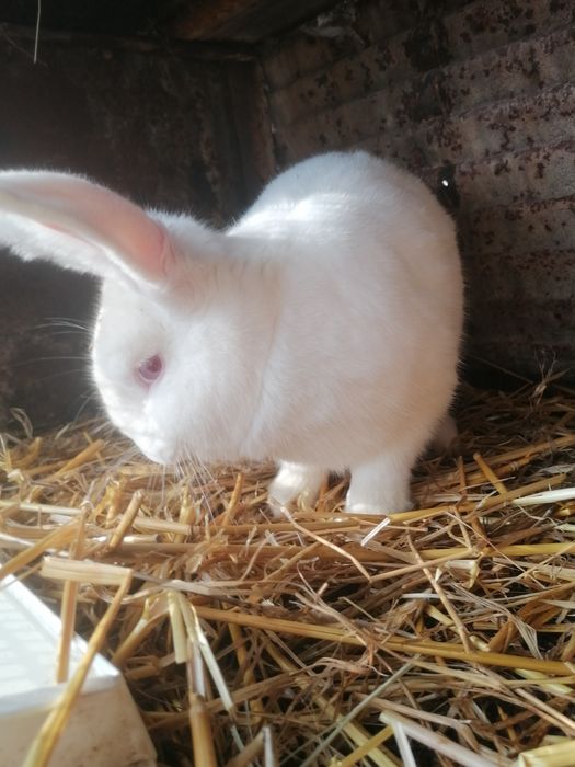 Vând sau schimb iepure uriaș german