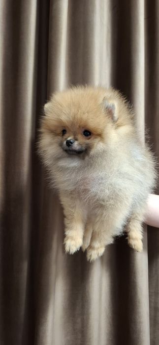 Baiat pomeranian cu pedigree fci