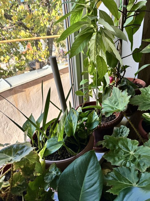 Домашние комнатные цветы