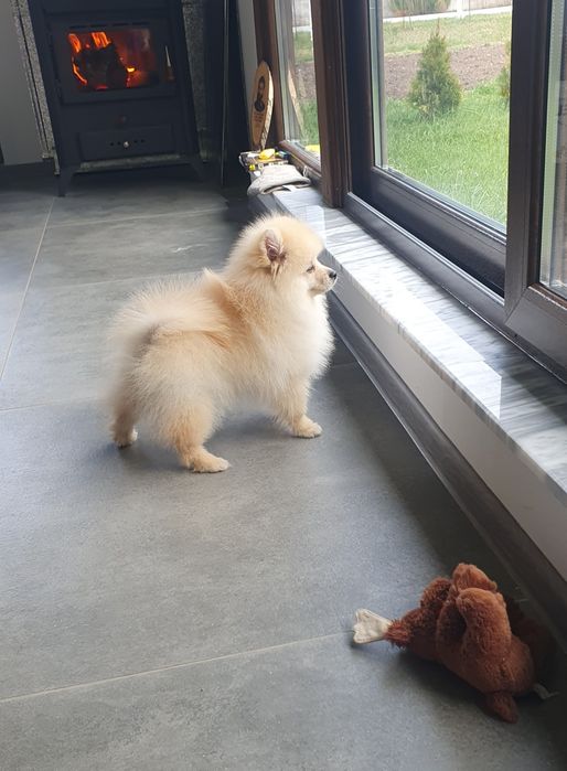 померан померански шпиц