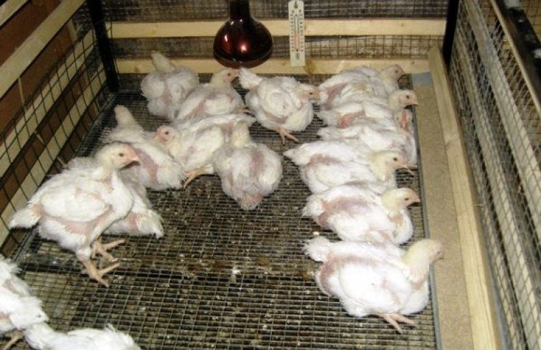 Бройлеров в домашних условиях фото Бройлеров в домашних условиях фото