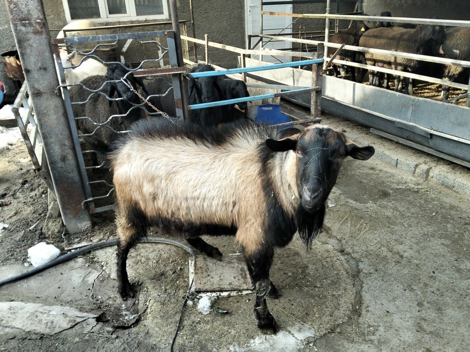 Альпийский козел