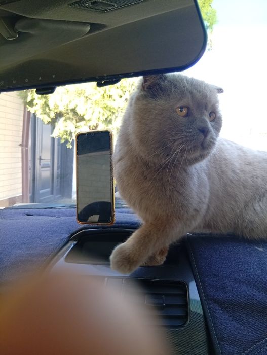 Продам чистокровного котика