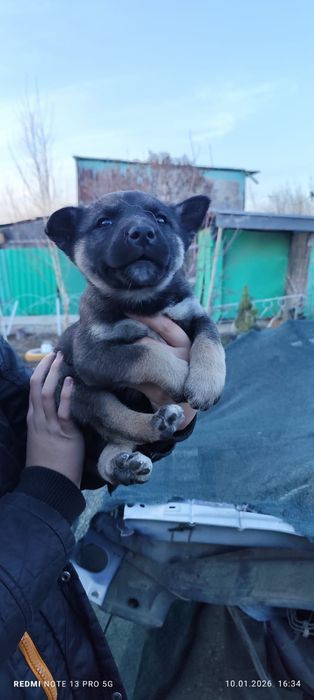Щенки полу хаски полу дворяне)