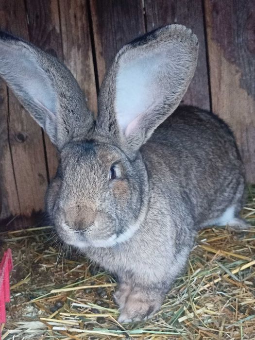 De vânzare , masculi uriaș german din aprilie