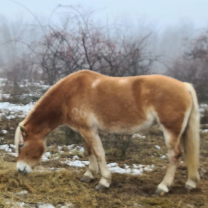 Vand pereche cai pentru călărie hafliger,9 ani iapa si 12 ani calul