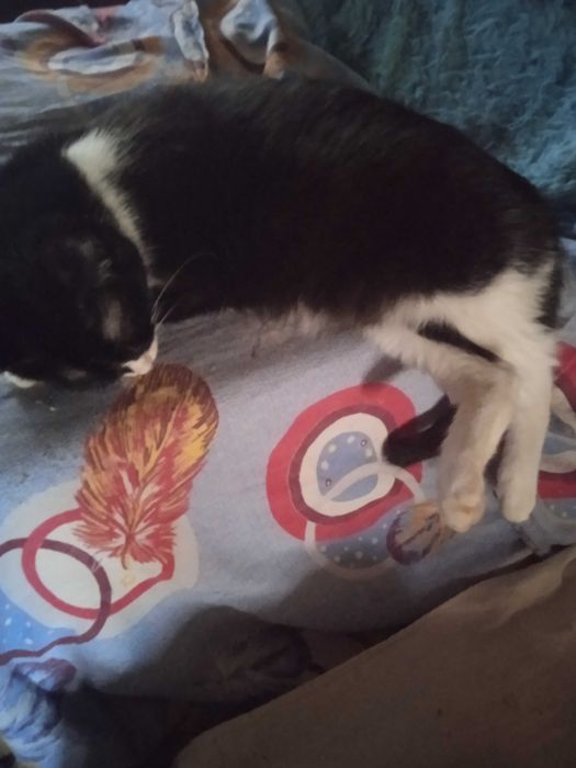 Кошечка чернобелая, есть паспорт.