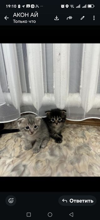 Животными мир кошки котята