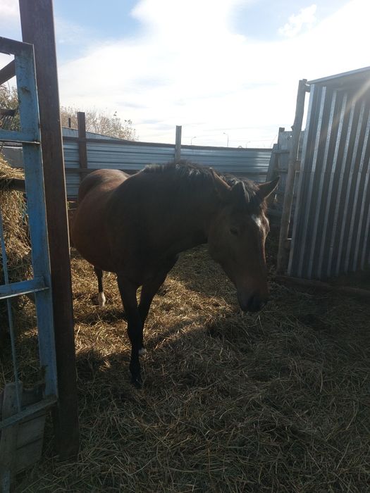 Продам кобылу англ