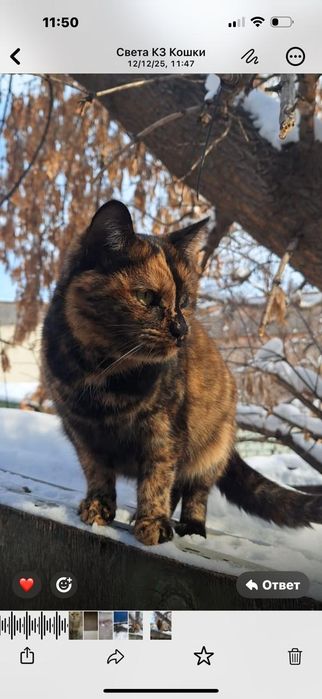 Кошка с черепашьим окрасом