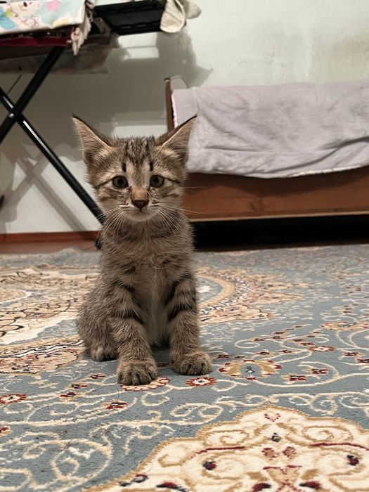 Котята отдаем в хорошие руки