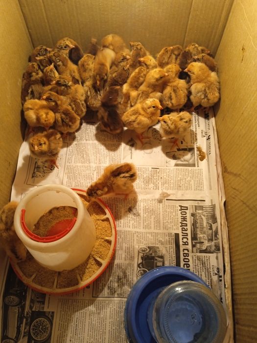 Продам кученских цыплят