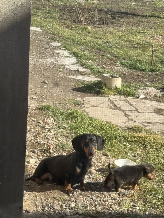 Такса 2 года девочка добрый