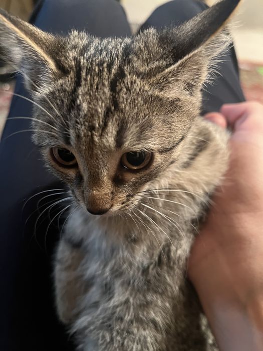 Sochlari kindikgacha bolgan mushuklar