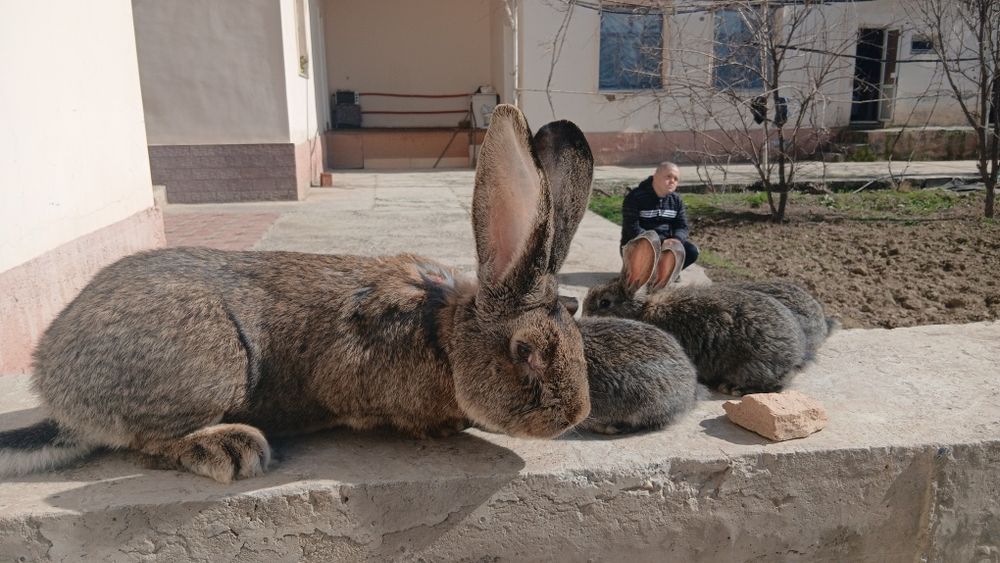 Фландир куйон болалари