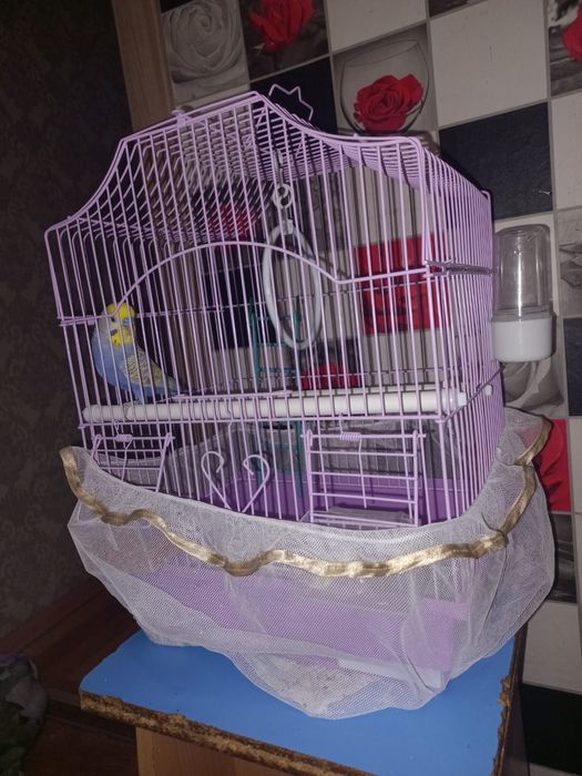 Волнистый попугай попугая попугаи