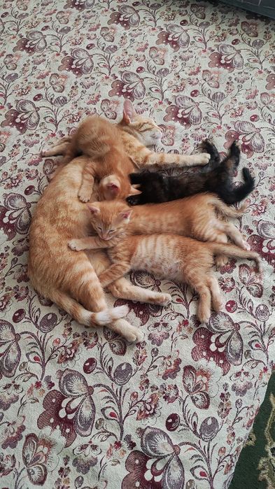 Котята район Бозарык