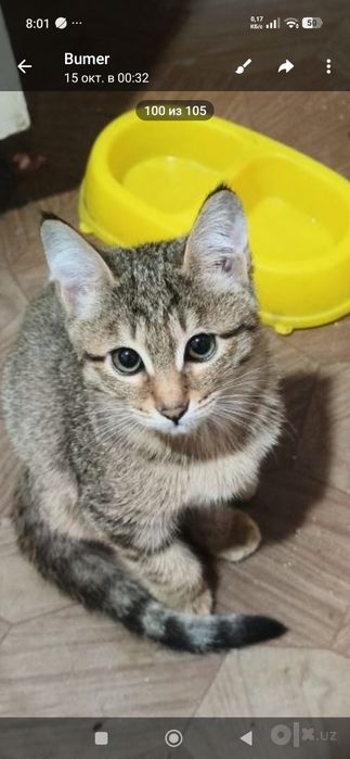 отдам котенка в хорошие руки!три месяца,мальчик.очень игривый.