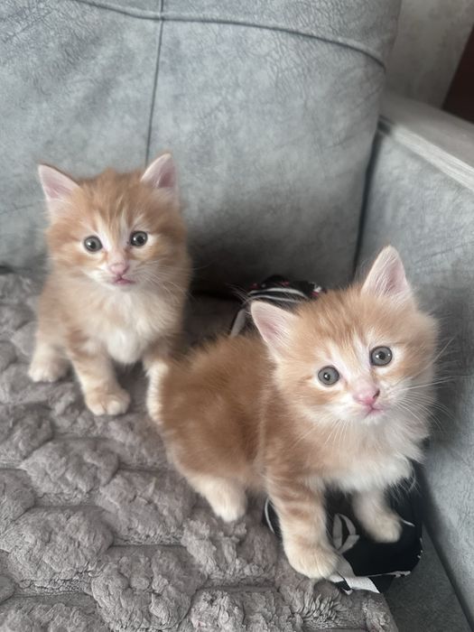 Продам котенка курильского бобтейла