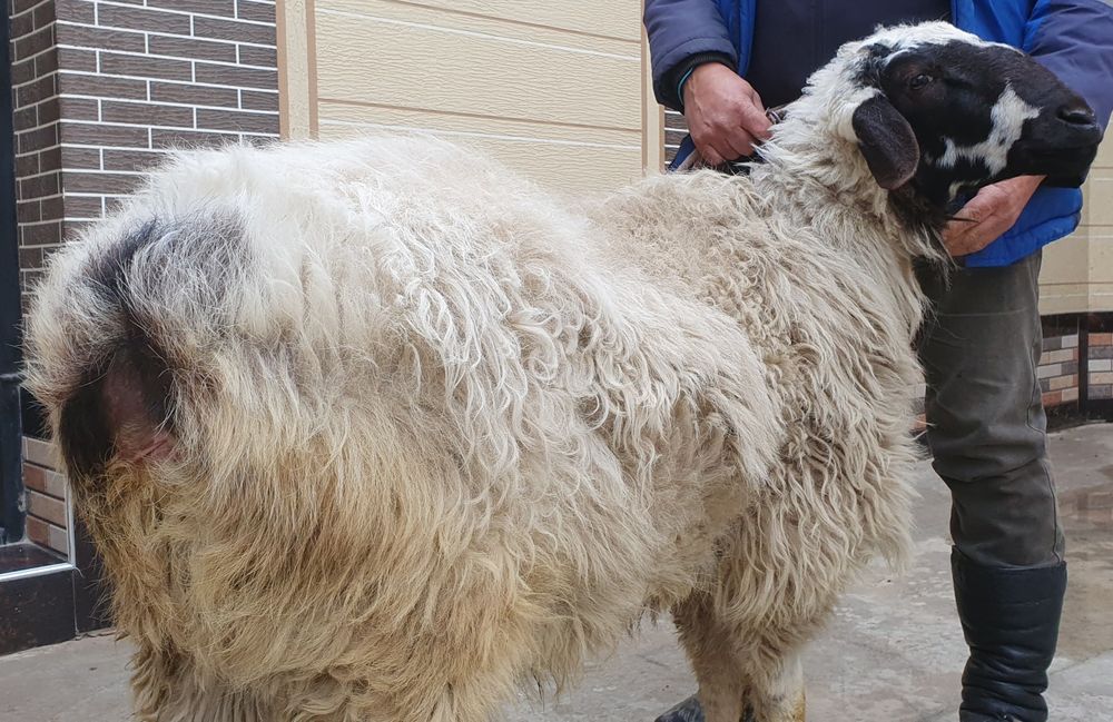 Хисори ку'чкор сотилади