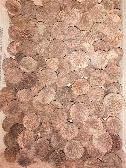 Nuci negre americane (Nuc Negru)