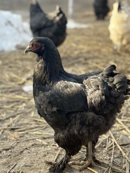 Черный брама продам семья