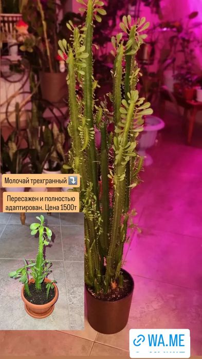 Готовые комнатные цветы в школу, в офис