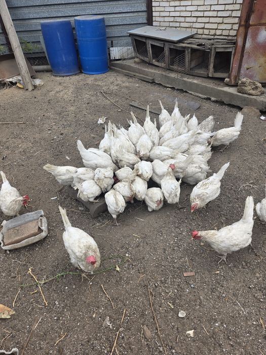 Продам курей несушки