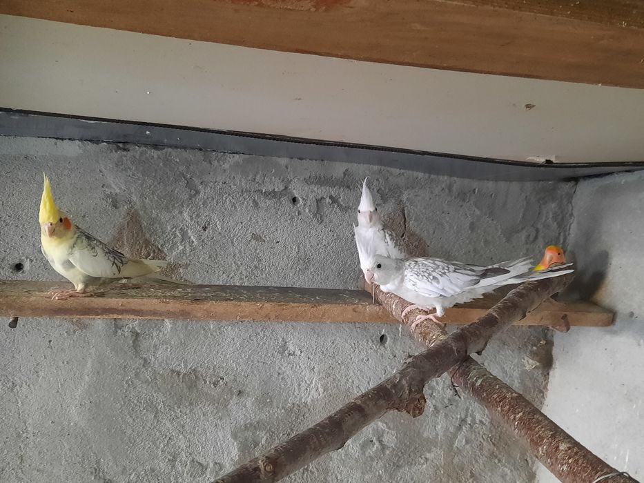 Diferite rase de Papagali