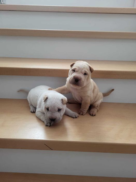 Продаются щенята шарпея!