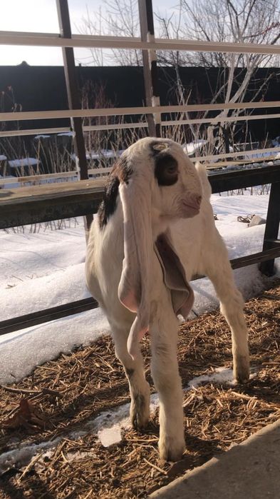 Продам козочку ЧП гулаби.