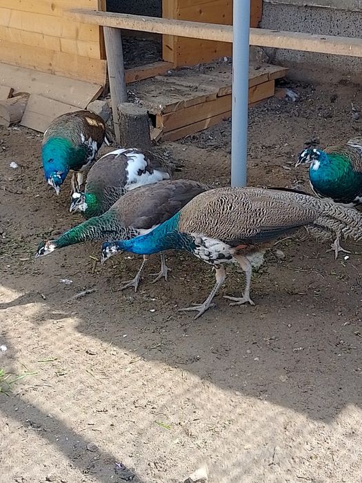 Пауни мъжки и женски